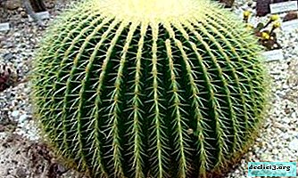 Je pravda, že chrbty nahrádzajú listy kaktusu a prečo sú potrebné?