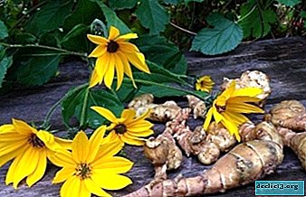 Rules and means of combating Jerusalem artichoke - how to remove an earthen pear from the garden? Preventive measures