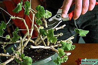 Rules for pruning geraniums for its lush flowering