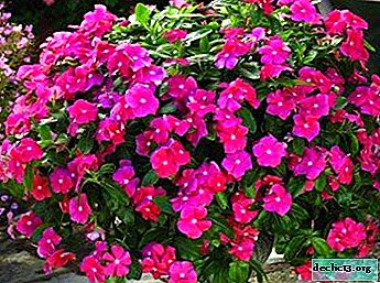 Rules for planting and further care for Catharanthus in the open ground and photos of suitable varieties
