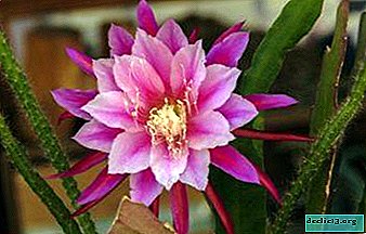 The rules for simple care of the epiphyllum at home and in flower beds, possible pests, cactus diseases and photos