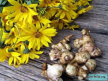 Jerusalem artichoke harvesting rules: when and how best to dig tubers?