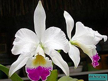 Reglas de mantenimiento de orquídeas Cattleya en el hogar: garantizar el cuidado adecuado y la prevención de enfermedades