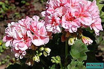Regole di cura e foto del Pelargonium Sud: Shukar, Varvara Krasa, Nina e altre varietà dalla loro selezione Yu. Gonchar