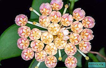 Rules for the care and cultivation of the beautiful obscura hoya