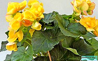 Rules for the care of yellow begonia: all the nuances of its cultivation at home and in the open ground - Home plants