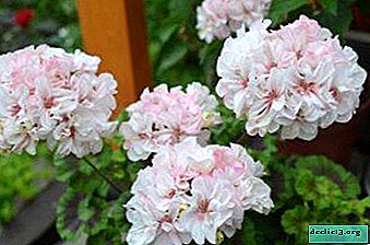 Rules for the care of dwarf pelargonium at home with a photo - Home plants