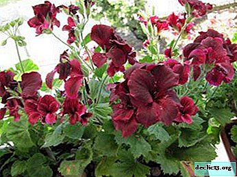 Regels voor de verzorging van de koninklijke pelargonium thuis: foto van een gezonde bloem