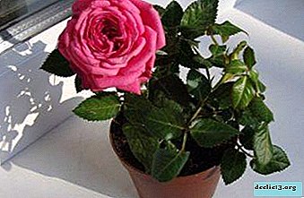 Rules for caring for a rose in a pot after buying at home. What to do in case of problems?
