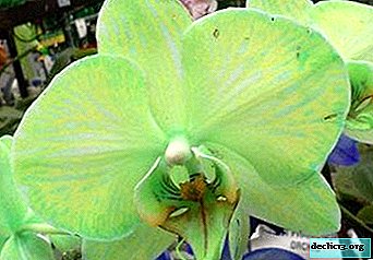 Rules for caring for a green orchid: how to grow a flower at home in a pot?
