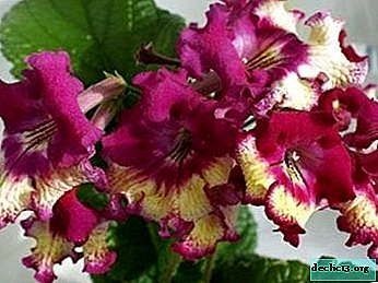The rules for growing streptocarpus and the features of its reproduction: how to plant seeds and root the leaf? - Home plants