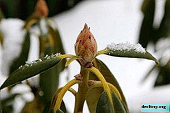Preparação adequada do rododendro para o inverno: instruções passo a passo e uma foto de azáleas