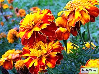 Proper planting and care of marigolds in open ground