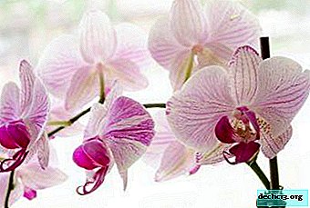Soins appropriés: comment arroser les orchidées en hiver et en automne?