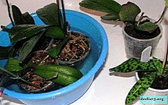 Proper care of phalaenopsis or how to water the plant?