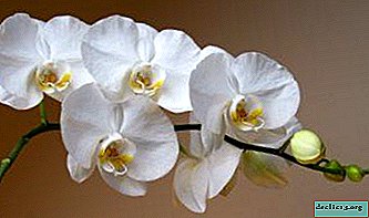 Cuidado adecuado de la orquídea Phalaenopsis en casa - extender la floración