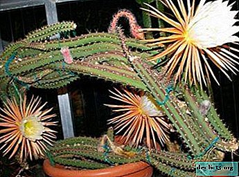 Richtige Kultivierung der wahren „Königin der Nacht“ - Selenicereus: Wie kann man die Pflanze nicht zerstören? Beschreibung der Arten und Fotos