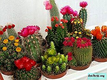 Ferie i vindueskarmen: hvordan blomstrer en kaktus? Fotos, procesbeskrivelser og plejetips