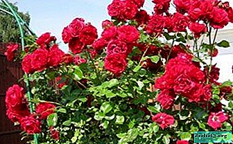 A hegymászó faj képviselője a Santana rózsa. A gyönyörű virág teljes részlete