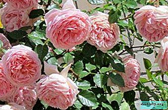 Introducing the graceful beauty rose Abraham Derby - everything from description to flower photo