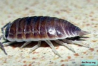 Stellen Holzwürmer eine Bedrohung für den Menschen dar und wie gefährlich sind sie für Pflanzen, Häuser und Haustiere?