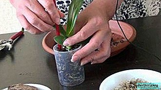 Vantaggi e svantaggi della propagazione delle orchidee Phalaenopsis per talea a casa