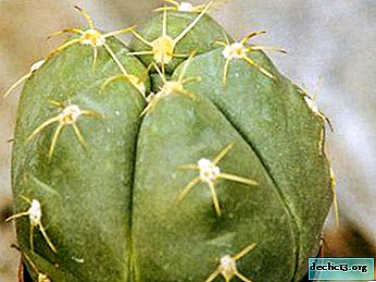 Cantik dan bersahaja: ciri-ciri spesis dari Gimnocalycium houseplant bogel dan tips untuk menjaga ia