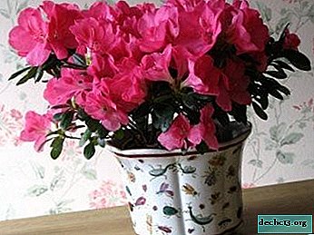 Smuk azalea: hvordan ser blomsterne ud, når planten blomstrer, og når den allerede blomstrer? Fotos og plejetips