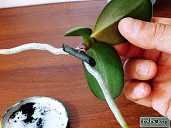 Beautiful and capricious: how to propagate an orchid at home?