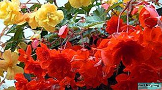 “Beautiful stranger” begonia: useful and harmful properties for home and humans