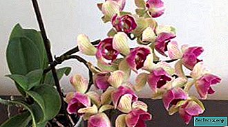 Smuk orkidé multiflora. Hvad er denne plante, og hvilken pleje kræver den?