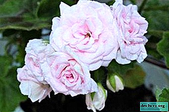 Krásné pelargonium Lady Gertrude: funkce péče, výsadby a reprodukce rostliny