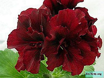 Pelargonium الجميلة: أصناف النباتات مع الصور والأوصاف. قواعد الرعاية الأساسية