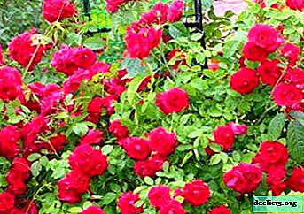 Belle rose grimpante Flementants - description, photo de fleur, règles de conduite - Plantes de jardin