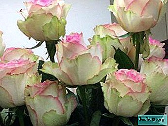 ורד יפהפה של אספרנזה: תיאור מגוון הפרחים ותמונתם, שימוש בעיצוב נוף, טיפול ודקויות אחרות