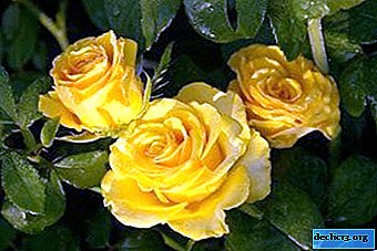 Hermosas rosas Kerio: descripción y variedad de fotos, floración y uso en paisajismo, cuidado y otros matices.