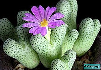 Hermosas "piedras vivas" - Konofitum. Una variedad de tipos y características de cuidado