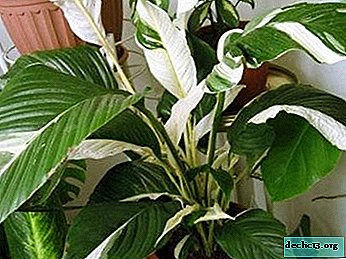 Bela flor de Spathiphyllum Picasso: foto, características de cuidados e crescente