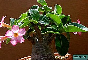 Čudovit gost iz toplih držav - Adenium Obesum: gojenje rastline in pravila zanjo