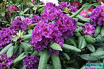 La belle Rhododendron Azurro - des informations intéressantes et importantes sur cet arbuste à feuilles persistantes - Plantes de jardin