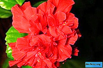 Causes of Chinese rose diseases, diagnosis and treatment