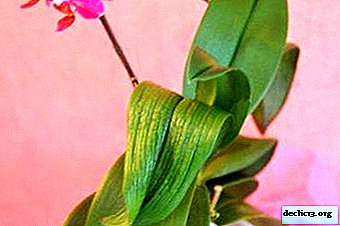 Orkidé mjukt blad orsaker: varför de blev döda och hur man löser problemet?