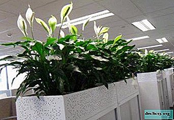 Reasons why spathiphyllum blackens tips: prevention and care at home