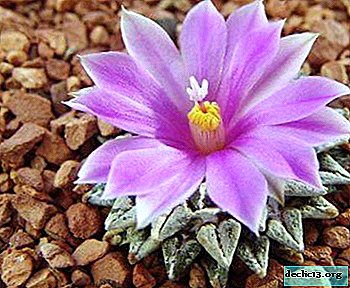 A bizarre cactus is an ariocarpus. Description, its types and varieties, features of home and outdoor care