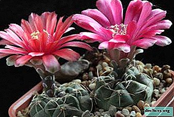 Uma planta bizarra é o japonês Gimnokalitsium. Descrição das flores e regras de cultivo