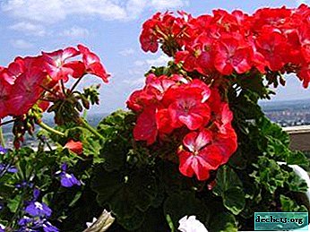 The use of geraniums in sports nutrition: pros and cons - Home plants