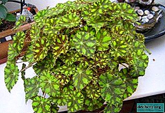 Tem den "tiger": Tiger begonia blandt stueplanter på din vindueskarmen
