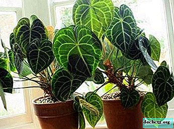 Attractive indoor plant - crystal anthurium. Description and photo of the flower, care tips