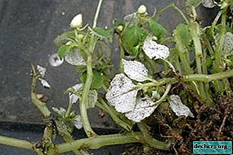 Problemas con las hojas de bálsamo: ¿por qué se caen y qué más les puede pasar? Tratamiento y prevención