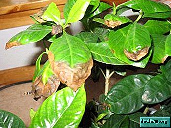 ปัญหาของ Gardenia leaf: ทำไมพวกเขาถึงเปลี่ยนเป็นสีดำเปลี่ยนเป็นสีเหลืองและร่วงหล่น? คำอธิบายพืชและคุณสมบัติการดูแล